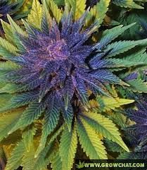 can you smoke a marijuana seedling