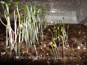 best cannabis seeds for outdoor growing ireland