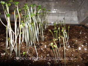 buy australian weed seeds