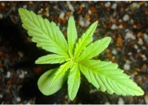 buy germinated weed seeds