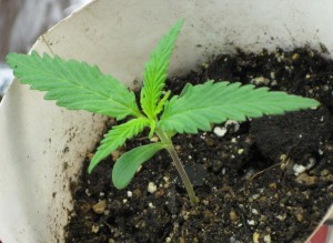 can you crush up marijuana seeds and smoke them