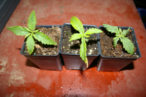 cannabis company seed