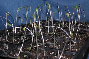 buying cheep marijuana seeds