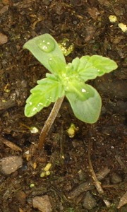 cannabis bagseed grow