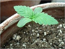 big yield cannabis seeds