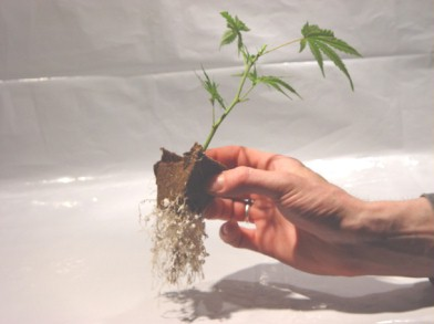 best cannabis seeds for outdoor growing in uk