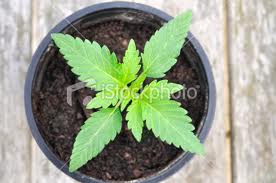 bubba kush cannabis seeds
