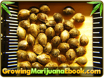 big bang 2 weed seeds