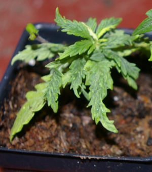 buy australian marijuana seeds