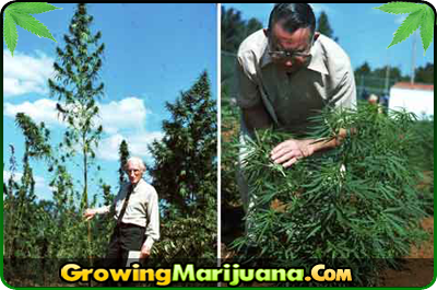 can you grow regular weed seeds