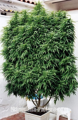 best site to order cannabis seeds 2012
