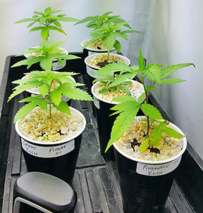 autoflowering feminised cannabis seeds