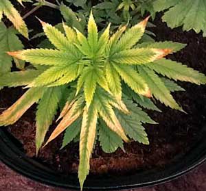 cannabis indica seeds australia