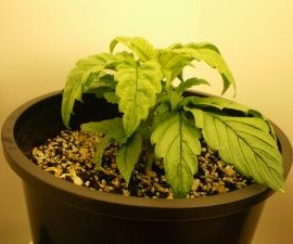bio diesel cannabis seeds