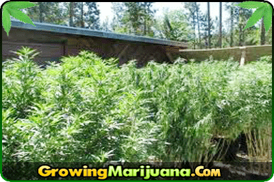 buy cannabis seeds utrecht