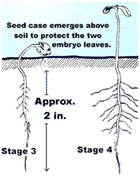 are cannabis seeds legal in india