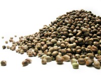 buy hydroponic weed seeds