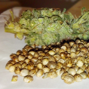 cannabis seed auction