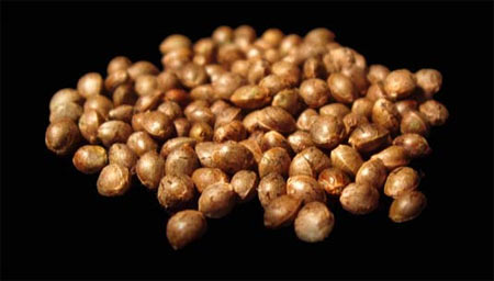 ambrosia weed seeds