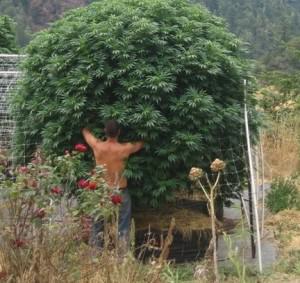 canadian marijuana seed bank reviews