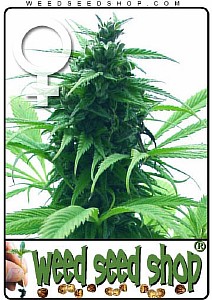 can a male marijuana plant produce female seeds