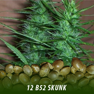 cannibis seeds for sale