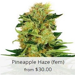 marijuana seeds for sale cheap