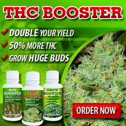 buy single marijuana seeds canada