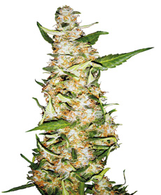 buy high grade weed seeds