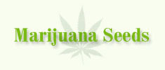 best place to buy marijuana seeds