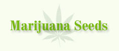 best place to buy marijuana seeds in the usa