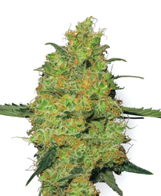 california medical cannabis seeds