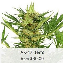 best weed seed bank for usa