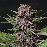 weed seeds online shop