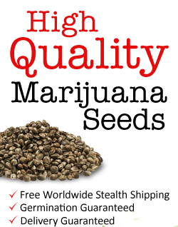 can you get in trouble for buying cannabis seeds online
