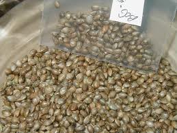 blueberry cannabis seed