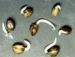 butterfly weed seed pods photo