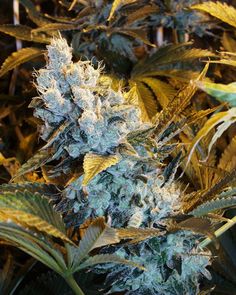 black diesel weed seeds