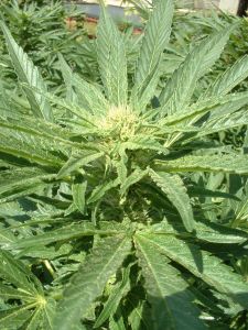 canada cannabis seeds law
