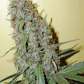 seed of cannabis