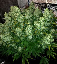 best weed seeds to grow for beginners