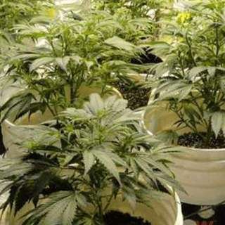 best site to buy marijuana seeds online
