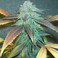 autoflowering cannabis seeds