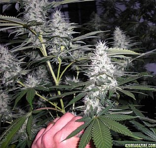 marijuana hydroponic