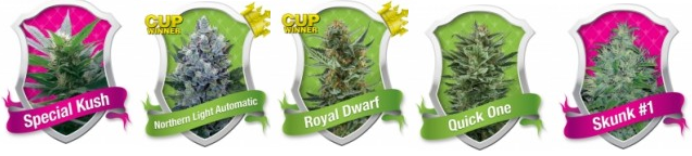 buy high yield cannabis seeds