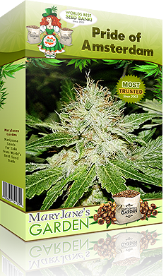 best marijuana seeds in the world