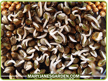 bonsai weed plant seeds