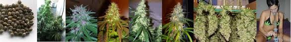 seedsman seeds