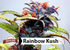 buddha seedbank feminized cannabis seeds - deimos autoflowering