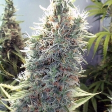 big white cannabis seeds